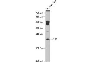 Western blot analysis of extracts of mouse liver, using IL20 Antibody (ABIN6128133, ABIN6142353, ABIN6142354 and ABIN6222322) at 1:1000 dilution. (IL-20 anticorps  (AA 25-176))