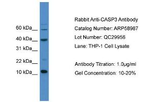 WB Suggested Anti-CASP3  Antibody Titration: 0. (Caspase 3 anticorps  (C-Term))