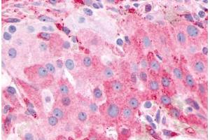 Anti-PTGFR antibody  ABIN1049264 IHC staining of human ovary. (PTGFR anticorps  (Extracellular Domain))