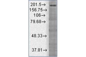 Western Blotting (WB) image for anti-SH3 and Multiple Ankyrin Repeat Domains 3 (SHANK3) (AA 840-857) antibody (ABIN492466) (SHANK3 anticorps  (AA 840-857))