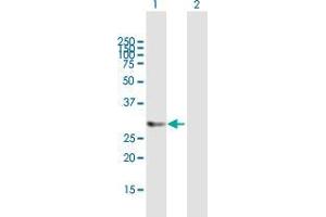 Western Blot analysis of HTATIP2 expression in transfected 293T cell line by HTATIP2 MaxPab polyclonal antibody. (HIV-1 Tat Interactive Protein 2, 30kDa (HTATIP2) (AA 1-242) anticorps)