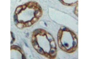 Used in DAB staining on fromalin fixed paraffin-embedded Kidney tissue (PTPRS anticorps  (AA 889-1102))