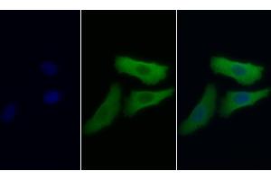 Detection of NSE in Human HepG2 cell using Monoclonal Antibody to Enolase, Neuron Specific (NSE)