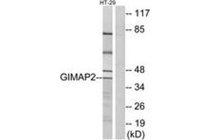 Western blot analysis of extracts from HT-29 cells, using GIMAP2 Antibody.