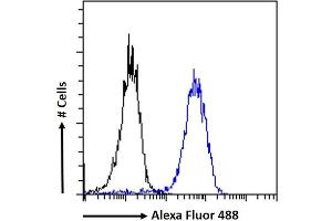 (ABIN185663) Flow cytometric analysis of paraformaldehyde fixed MCF7 cells (blue line), permeabilized with 0. (ZNF217 anticorps  (Internal Region))