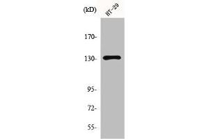 Western Blot analysis of HT29 cells using mGluR5 Polyclonal Antibody