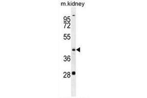 GOT1L1 Antibody (C-term) western blot analysis in mouse kidney tissue lysates (35µg/lane). (GOT1L1 anticorps  (C-Term))