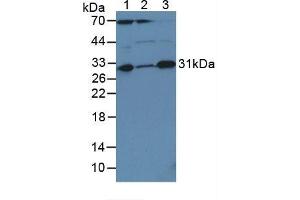Figure. (Caspase 3 anticorps  (AA 29-175))