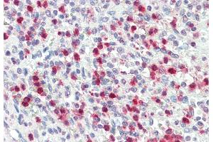 ABIN1781866 (5 μg/mL) staining of paraffin embedded Human Spleen. (PRTN3 anticorps  (AA 88-98))