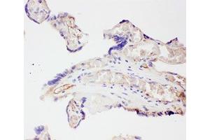 IHC-P: VEGF antibody testing of human placenta tissue (VEGFA anticorps  (AA 27-191))