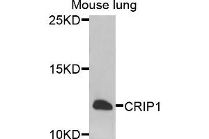 Western blot analysis of extracts of mouse lung cells, using CRIP1 antibody. (CRIP1 anticorps)