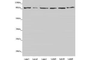 Western blot All lanes: YME1L1 antibody at 3. (YME1L1 anticorps  (AA 1-240))