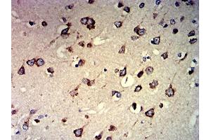 Immunohistochemical analysis of paraffin-embedded brain tissues using CCND1 mouse mAb with DAB staining. (Cyclin D1 anticorps  (AA 1-295))
