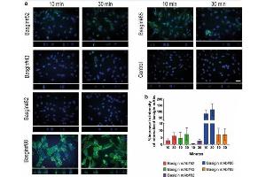 Internalization of basigin monoclonal antibodies (mAbs) in hCMEC/D3 cells.