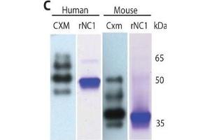 Marker decreases with age and is detected in human urine and mouse blood. (COL10 anticorps  (AA 547-680))