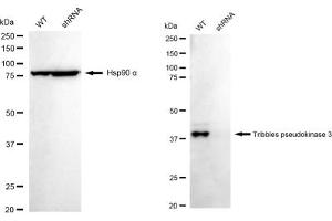 Western blotting analysis using Tribbles pseudokinase 3 antibody (ABIN7800625). (Recombinant TRIB3 anticorps)