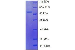 Malate Dehydrogenase (MDH) (AA 2-312) protein (His tag) expressed in E.