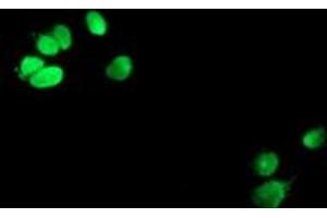 Anti-METT10D mouse monoclonal antibody (ABIN2455783) immunofluorescent staining of COS7 cells transiently transfected by pCMV6-ENTRY METT10D (RC208648). (METTL16 anticorps)