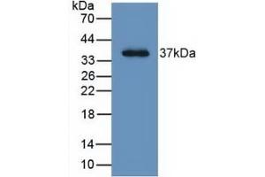 Detection of Recombinant LRG1, Human using Monoclonal Antibody to Leucine Rich Alpha-2-Glycoprotein 1 (LRG1) (LRG1 anticorps  (AA 37-340))