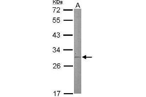 WB Image Sample (50 ug of whole cell lysate) A: Mouse liver 12% SDS PAGE antibody diluted at 1:500