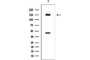 Western blot analysis of lysates from mouse brain, using c-Met Mouse Monoclonal Antibody.