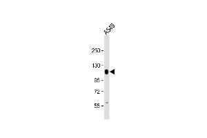 Anti-PTPN12 Antibody (C-Term) at 1:2000 dilution + A549 whole cell lysate Lysates/proteins at 20 μg per lane. (PTPN12 anticorps  (AA 724-756))