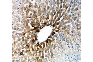 IHC-P: Cytochrome P450 2E1 antibody testing of rat liver tissue (CYP2E1 anticorps  (N-Term))