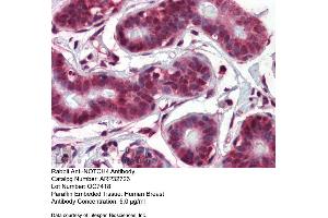 Immunohistochemistry with Human Breast tissue at an antibody concentration of 5.