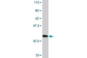 Western Blot detection against Immunogen (36.