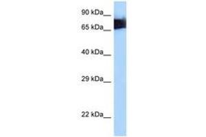 Image no. 1 for anti-Moesin (MSN) (AA 494-543) antibody (ABIN6747998) (Moesin anticorps  (AA 494-543))