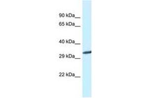 Image no. 1 for anti-Glycine N-Methyltransferase (GNMT) (C-Term) antibody (ABIN6747616) (GNMT anticorps  (C-Term))