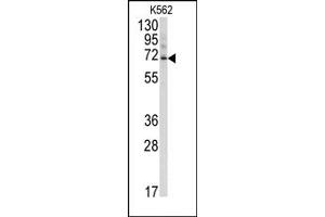 Image no. 2 for anti-Ubiquilin 3 (UBQLN3) (N-Term) antibody (ABIN357613) (Ubiquilin 3 anticorps  (N-Term))