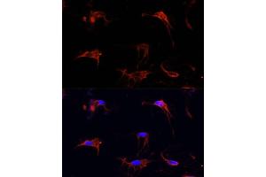 Immunofluorescence analysis of C6 cells using FBN1 Polyclonal Antibody (ABIN7267176) at dilution of 1:100 (40x lens).