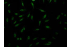 Immunofluorescence staining of Hela Cells with ABIN7127663 at 1:50, counter-stained with DAPI.