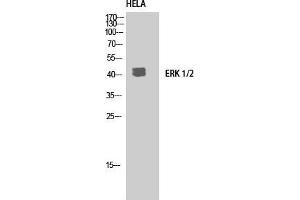 Western Blot (WB) analysis of HeLa using ERK 1/2 Polyclonal Antibody. (ERK1/2 anticorps  (C-Term))