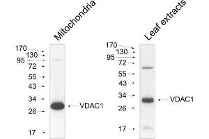 Image no. 1 for anti-Voltage-Dependent Anion Channel 1 (VDAC1) antibody (ABIN3155731) (VDAC1 anticorps)