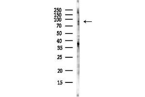 anti-Ring Finger Protein 10 (RNF10) antibody