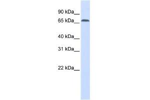 WB Suggested Anti-IRF2BP1 Antibody Titration: 0. (IRF2BP1 anticorps  (Middle Region))