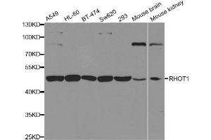 Western blot analysis of extracts of various cell lines, using RHOT1 antibody.