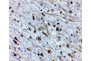 Immunohistochemistry of FKBP15 in mouse brain tissue with FKBP15 polyclonal antibody  at 2.