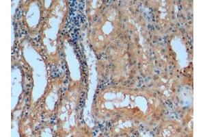 Detection of APOA1 in Porcine Kidney Tissue using Monoclonal Antibody to Apolipoprotein A1 (APOA1)