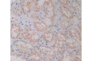 IHC-P analysis of Human Kidney Tissue, with DAB staining. (FOLR1 anticorps  (AA 25-234))