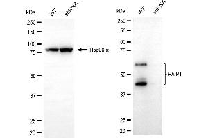 Western blotting analysis using PAIP1 antibody (ABIN7799870). (Recombinant PAIP1 anticorps)