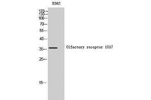 Western Blotting (WB) image for anti-Olfactory Receptor, Family 10, Subfamily A, Member 7 (OR10A7) (C-Term) antibody (ABIN3176454) (OR10A7 anticorps  (C-Term))