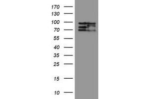 Image no. 10 for anti-CCR4-NOT Transcription Complex Subunit 4 (CNOT4) (AA 190-455) antibody (ABIN1491098) (CNOT4 anticorps  (AA 190-455))
