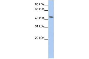 WB Suggested Anti-VPS4A Antibody Titration: 0.