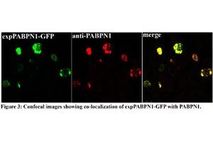 Sample Type :  C2C12 myoblast cell line