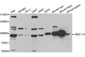 Western blot analysis of extracts of various cell lines, using MRE11A antibody (ABIN5971384) at 1/1000 dilution. (Mre11 anticorps)