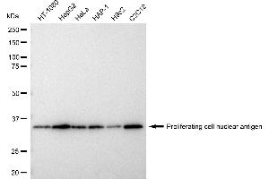 Western blotting analysis using Proliferating cell nuclear antigen antibody (ABIN7799914). (PCNA anticorps)
