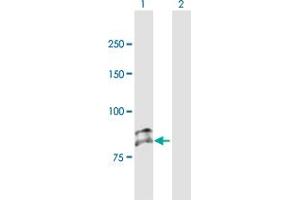 Western Blot analysis of SEMA3G expression in transfected 293T cell line by SEMA3G MaxPab polyclonal antibody.